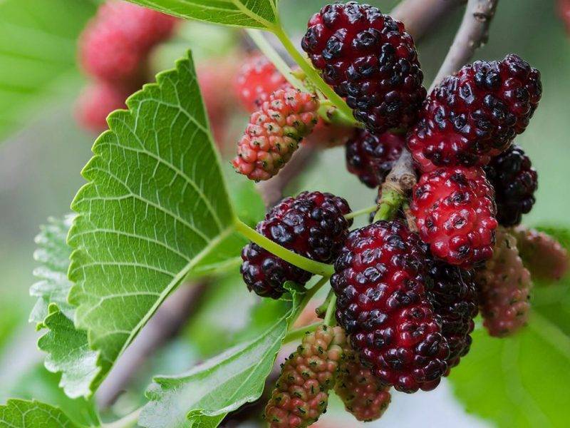 Шелковица купить саженцы из питомнике в Шелехове