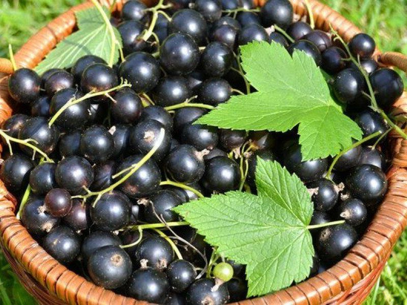 Смородина купить саженцы из питомника в Шелехове