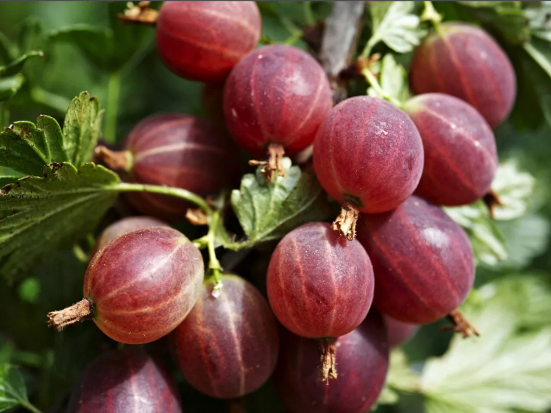 Крыжовник купить саженцы из питомника в Шелехове