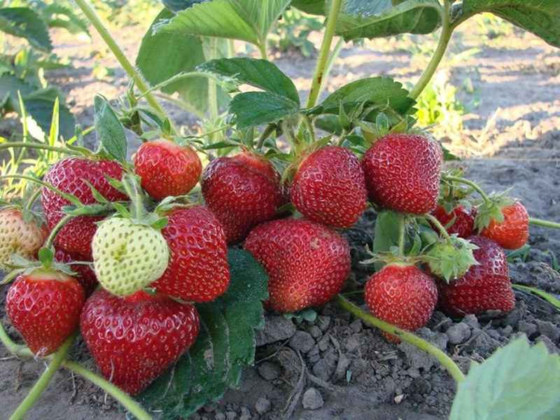 Клубника купить саженцы из питомника в Шелехове