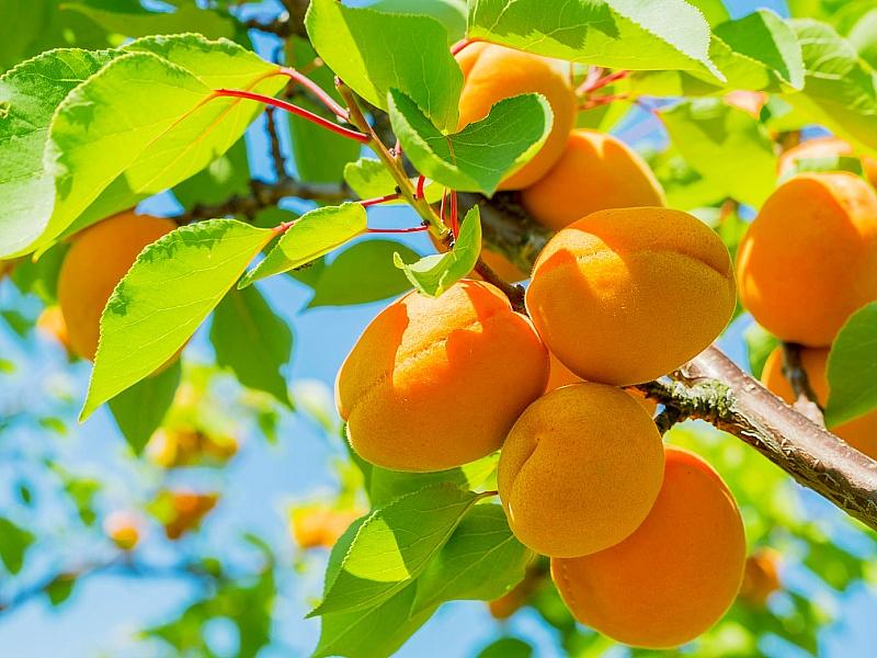 Абрикос купить саженцы из питомнике в Шелехове