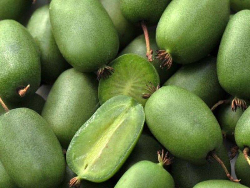 Актинидия купить саженцы из питомнике в Шелехове