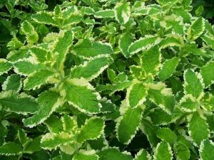 Мята ананасная саженец ЗКС