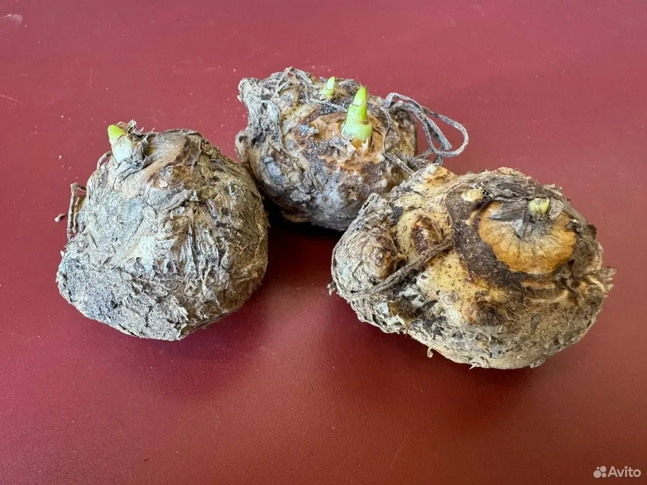 Калла клубни цветов Кристал блаш
